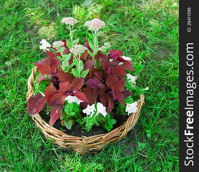 Beautiful basket of flowers in the garden landscape