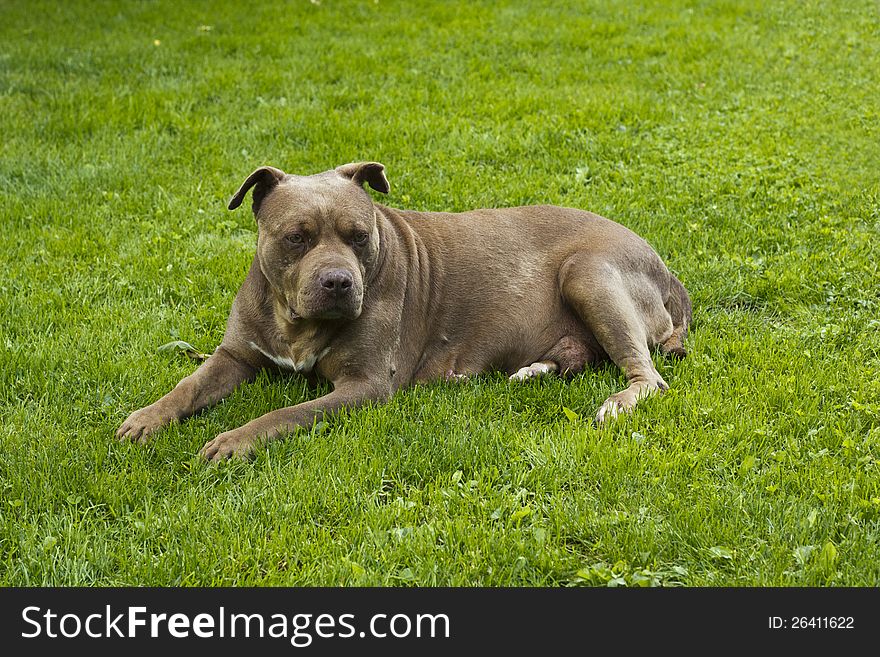 American pit bull terrier red nos lying on the grass. American pit bull terrier red nos lying on the grass.