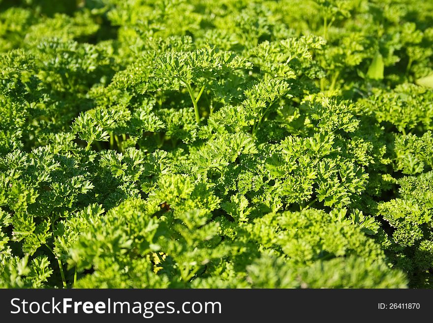 The sated greens of spice of parsley. The sated greens of spice of parsley