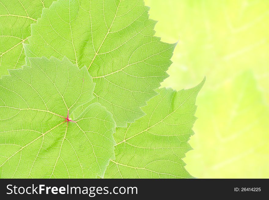 Grape leaves background on green