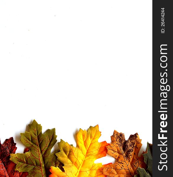 Colorful Autumn Leaves Isolated On A White Backgro