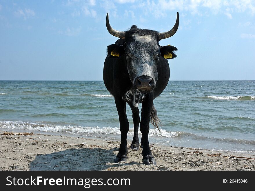 Cow resting at Black Sea