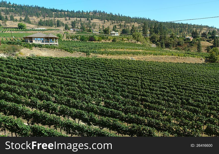 Lush green vineyard in Naramata, British Columbia. Lush green vineyard in Naramata, British Columbia.