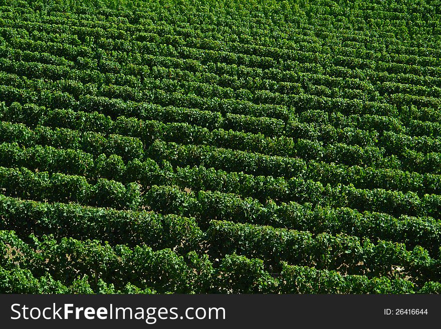 Rows of bright green grape vines. Rows of bright green grape vines.