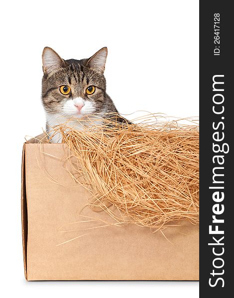 Cat in a cardboard box isolated on white background
