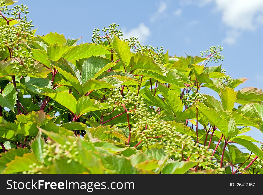 Ivy garden on the background of blue sky. Ivy garden on the background of blue sky