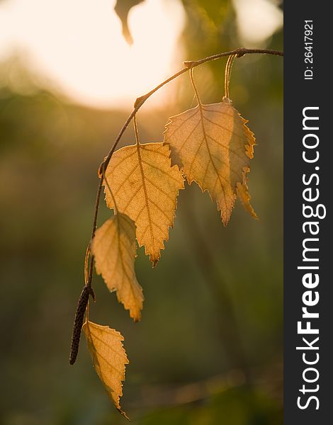 Yellow leaves on a twig in the setting sun. Yellow leaves on a twig in the setting sun