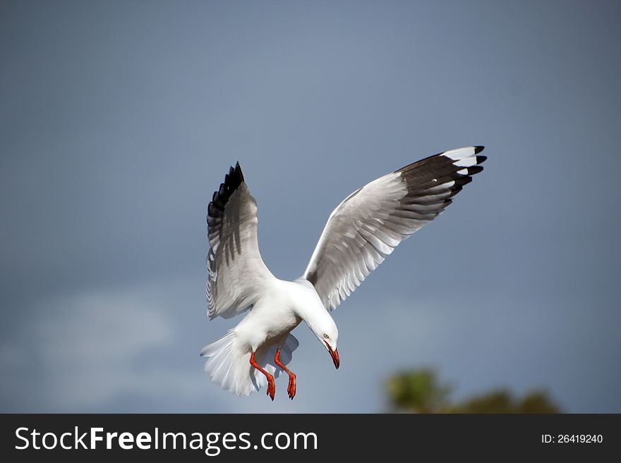 White Seagull Landing in Estuary