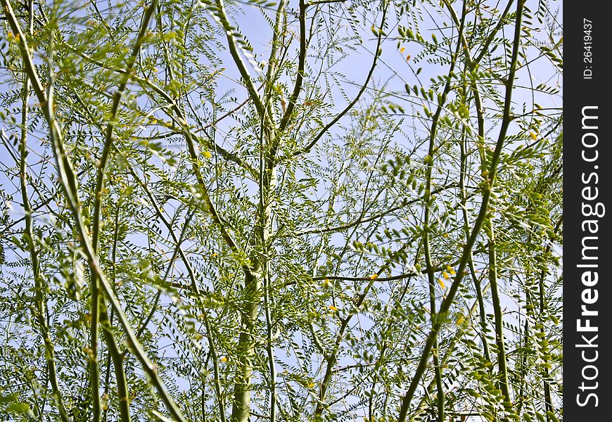 Display Of Fragile Leaves On Trees