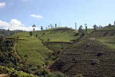 A Tea Plantation Royalty Free Stock Photo