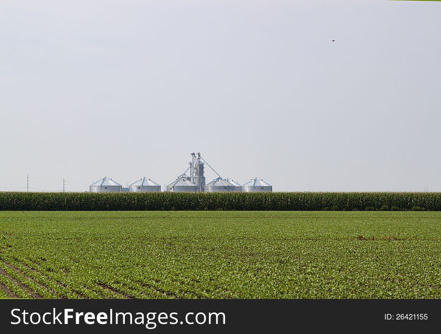 Silos In The Corn