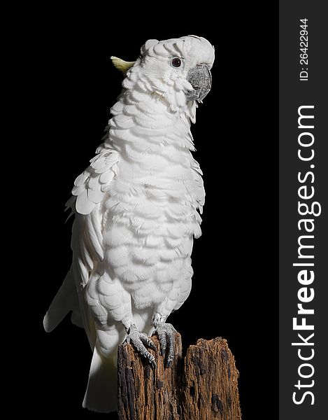 Sulphur Crested Cockatoo on a fence post