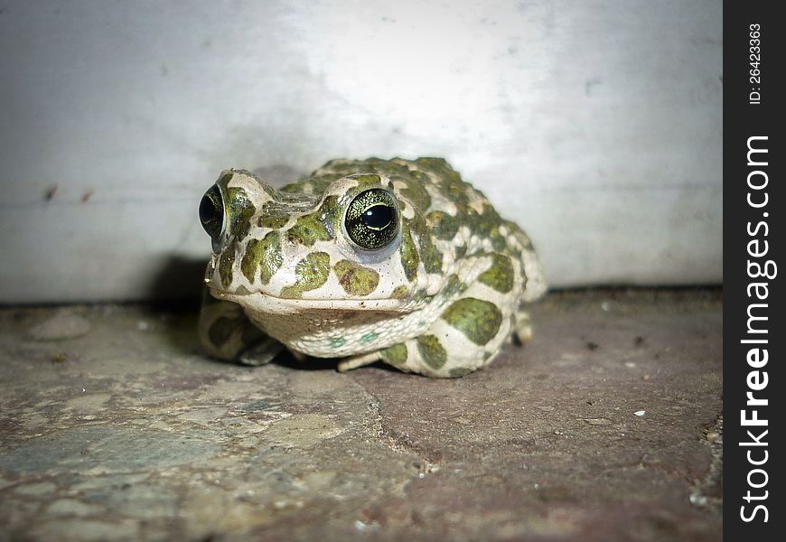 Green toad sitting on a stone