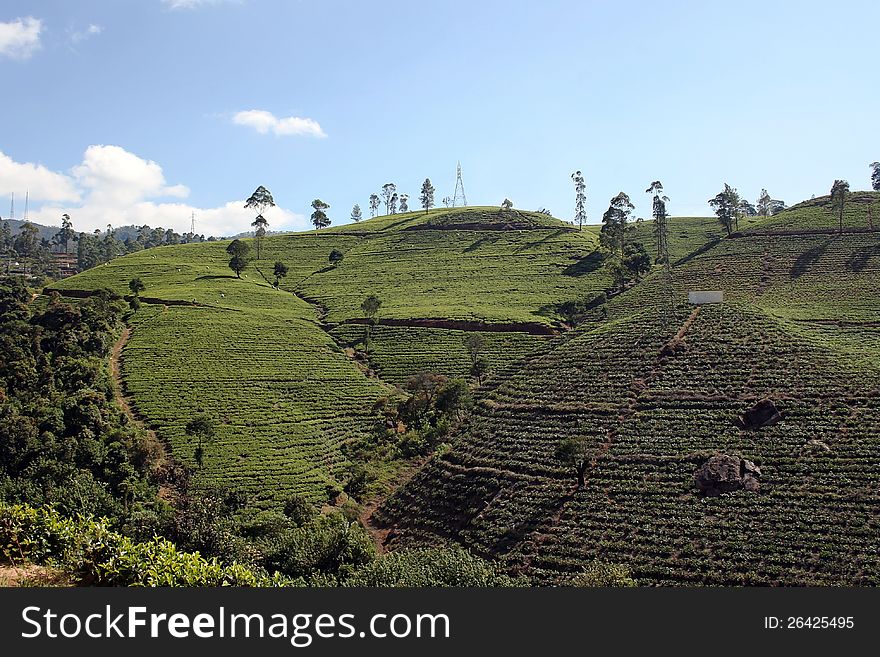 A tea plantation in highland from sri lanka