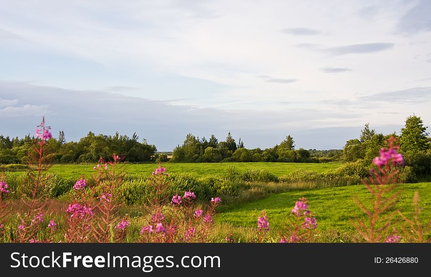 Green field landscape with pink flowers. Green field landscape with pink flowers