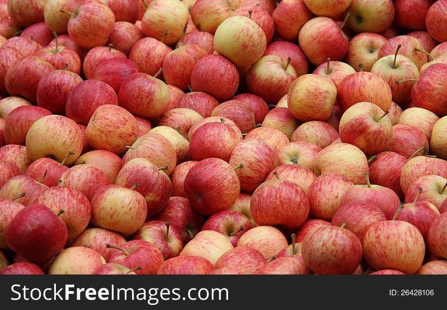 A Display of Red and Yellow Freshly Picked Apples.