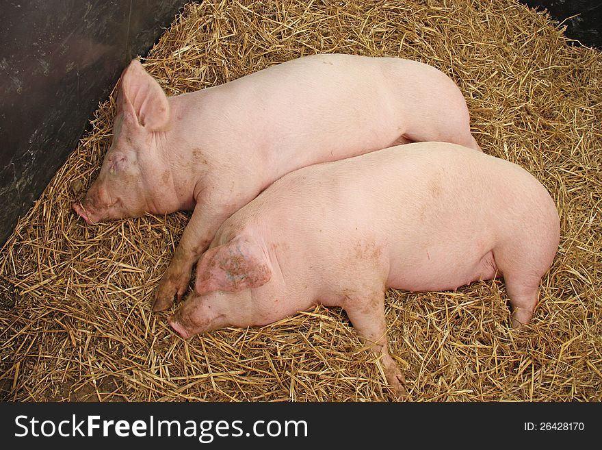 Two Pink Pigs Asleep on a Bed of Straw. Two Pink Pigs Asleep on a Bed of Straw.