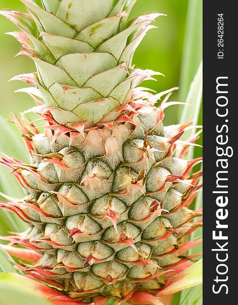 Pine apple in the garden.