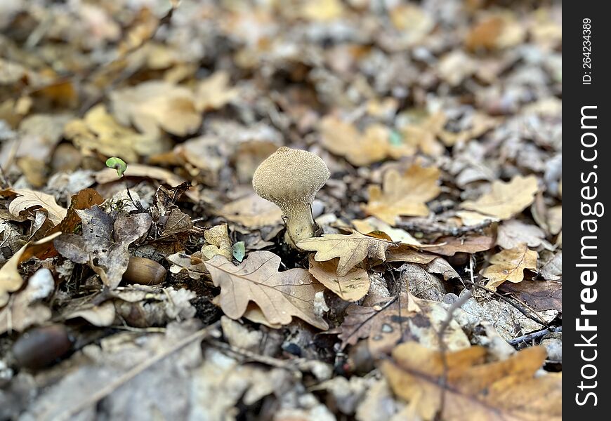 Out to the nature on the weekend activity. Family activity picking mushrooms. Forest with fallen leaves in autumn.