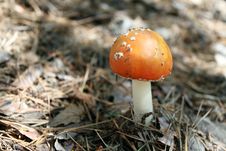 Beautiful Red Toadstool In Autumn Forest Stock Image Beautiful Red Toadstool In Autumn Forest Stock Image