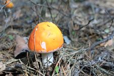 Beautiful Red Toadstool In Autumn Forest Stock Photography Beautiful Red Toadstool In Autumn Forest Stock Photography