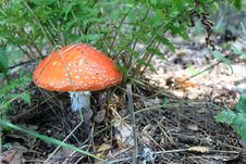 Beautiful Red Toadstool In Autumn Forest Royalty Free Stock Photo Beautiful Red Toadstool In Autumn Forest Royalty Free Stock Photo