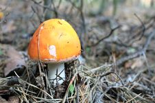 Beautiful Red Toadstool In Autumn Forest Stock Photos Beautiful Red Toadstool In Autumn Forest Stock Photos