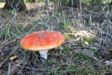 Beautiful Red Toadstool In Autumn Forest Royalty Free Stock Images Beautiful Red Toadstool In Autumn Forest Royalty Free Stock Images