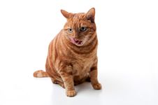 Tabby Cat Licking His Chops Stock Image