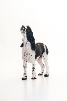 Cocalier Spaniel Dog Standing Royalty Free Stock Images Cocalier Spaniel Dog Standing Royalty Free Stock Images