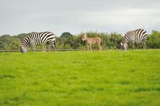 Zebra Family Royalty Free Stock Images