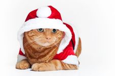 An Orange Cat In A Red And White Santa Outfit Stock Images An Orange Cat In A Red And White Santa Outfit Stock Images