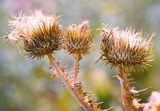 Close Up Of Purple Thistles In Summer Stock Images Close Up Of Purple Thistles In Summer Stock Images
