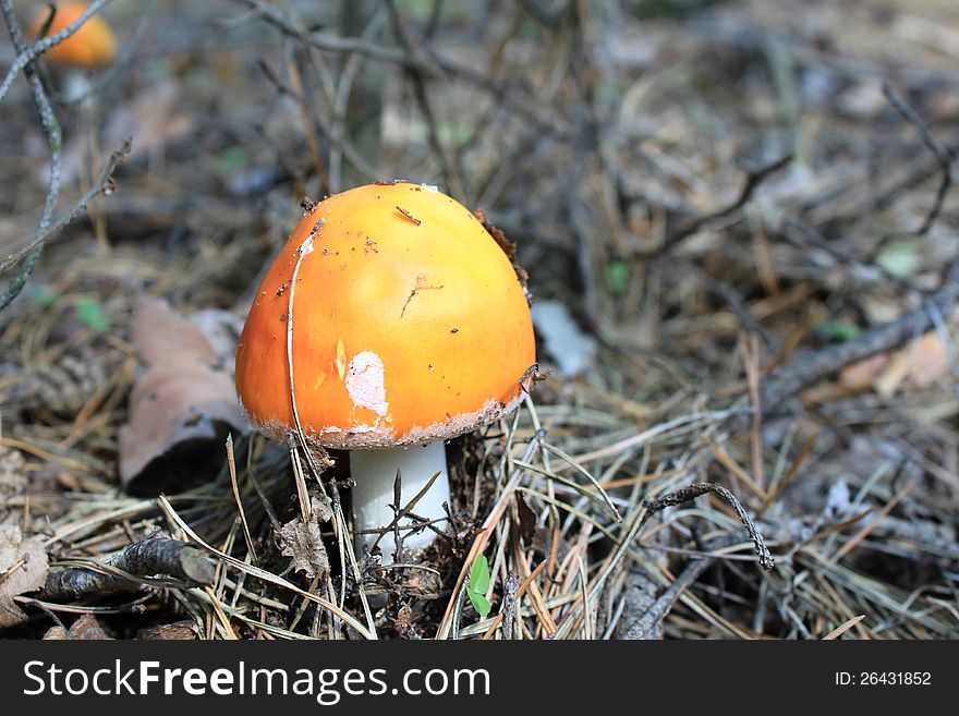 Beautiful Red Toadstool In Autumn Forest