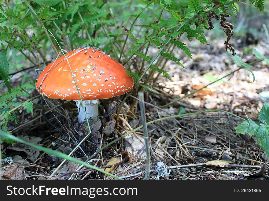 Beautiful red toadstool in autumn forest