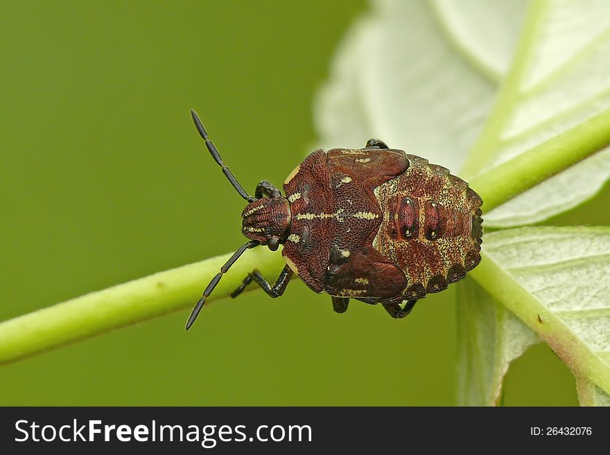 Shield bug's nymph on a green leaf.