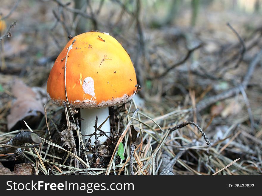 Beautiful red toadstool in autumn forest