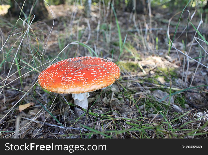 Beautiful Red Toadstool In Autumn Forest