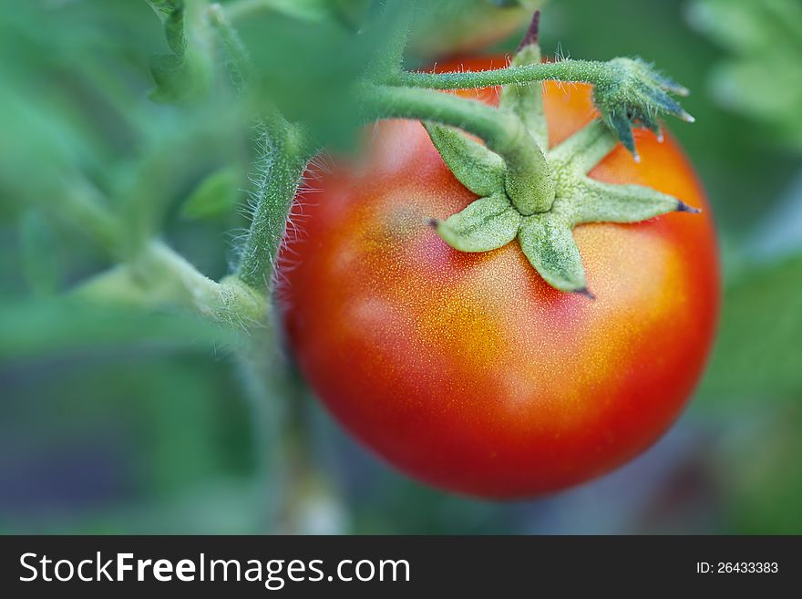 One ripe tomato on a branch in a garden