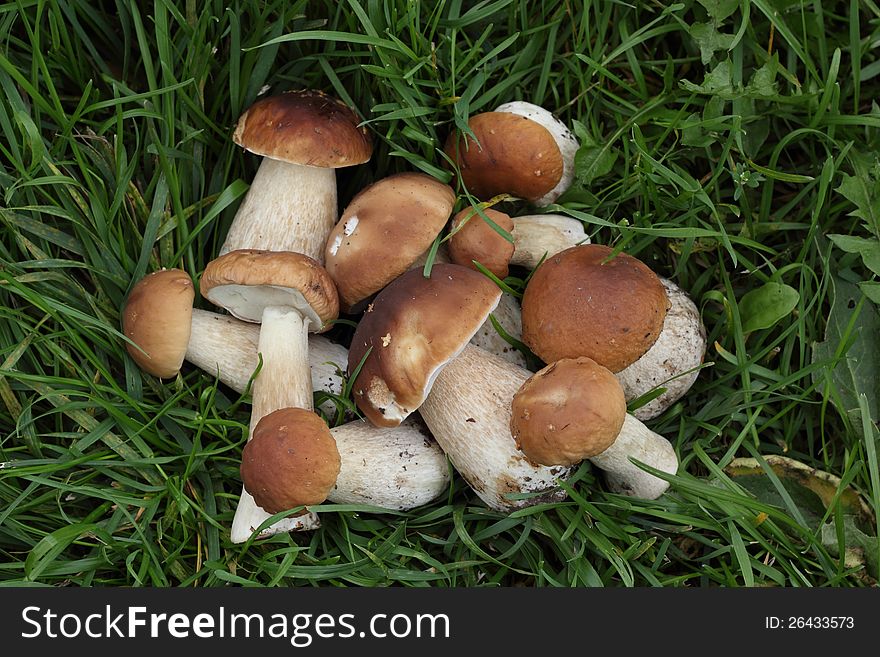 Ten porcini mushrooms on the green grass. Ten porcini mushrooms on the green grass