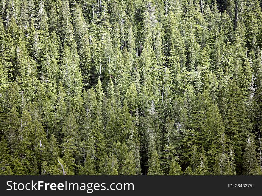 Dense forest view from above. Summer time. Dense forest view from above. Summer time.