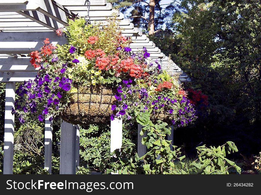 Colorful summer flowers hanging in a beautiful garden. Colorful summer flowers hanging in a beautiful garden