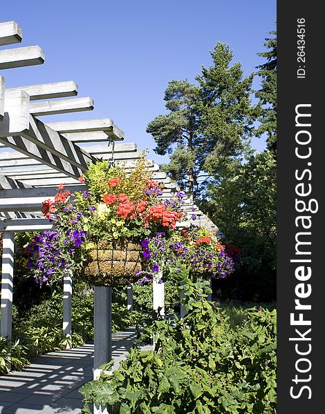 Hanging flowers in a garden