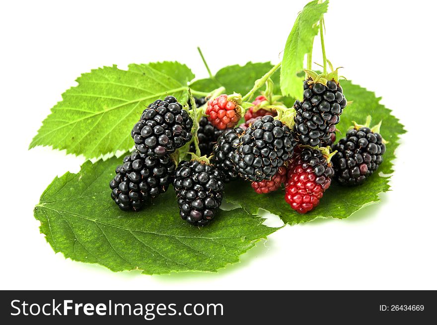 Blackberry on a white background. Blackberry on a white background