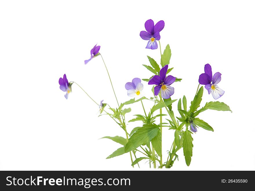 Bouquet of violets on white background