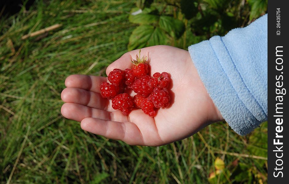 Raspberries in a baby Palm. Raspberries in a baby Palm