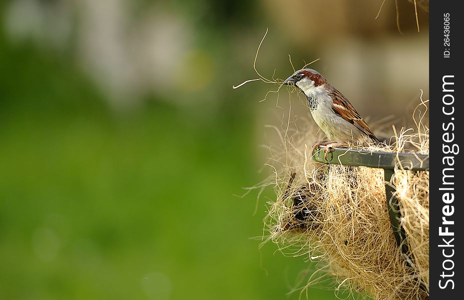A sparrow