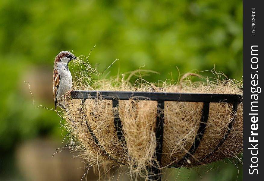 A lone sparrow scrimmaging through hay, collecting straw for its nest. A lone sparrow scrimmaging through hay, collecting straw for its nest.