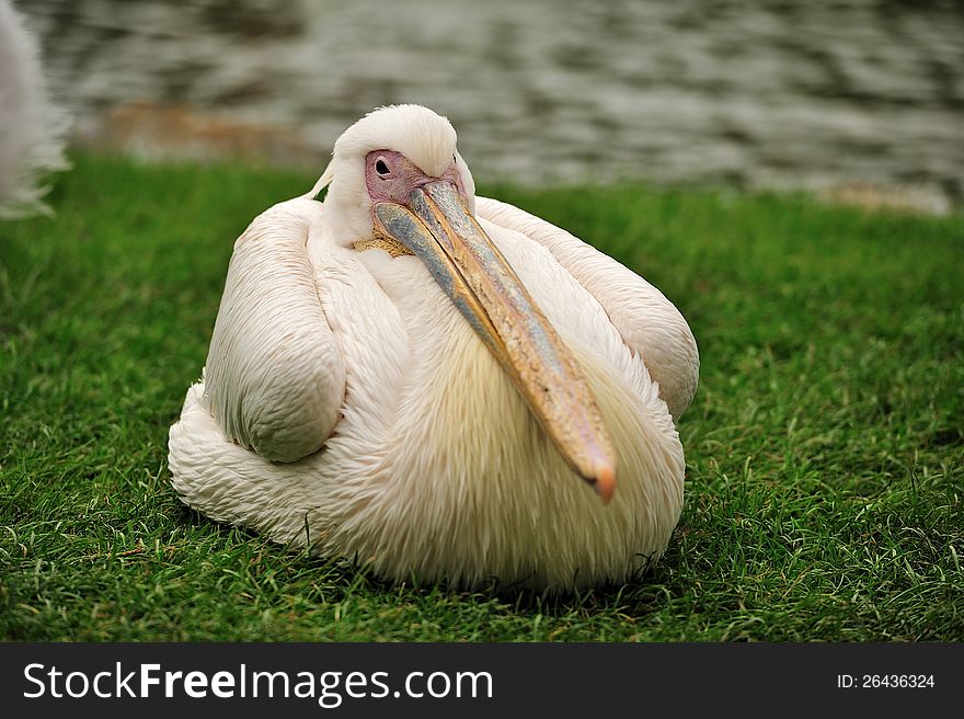 A pelican relaxing on green grass.