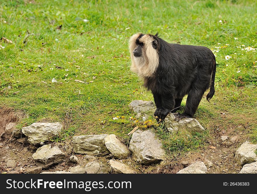 A lion-tailed macaque looking around its surroundings. A lion-tailed macaque looking around its surroundings.